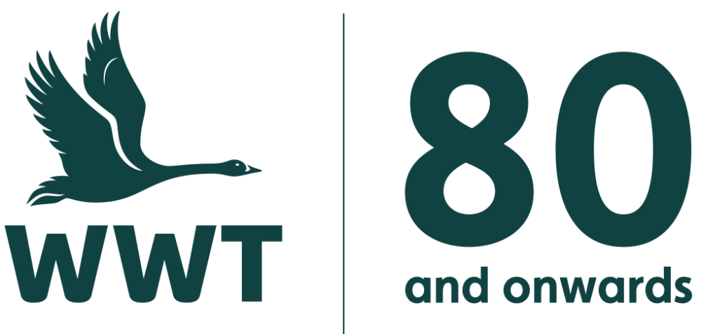 WWT logo | 80 and onwards. In celebration of WWT and WWT Slimbridge's 80th anniversary.