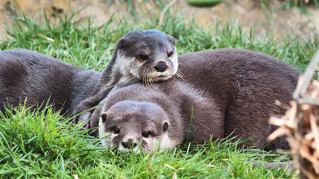 Asian short-clawed otters, Musa and Buster, at WWT Washington