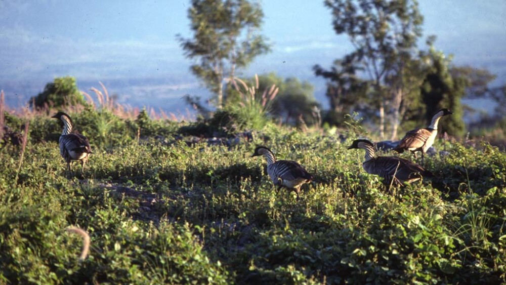Hawaiian geese or nenes feeding on grass