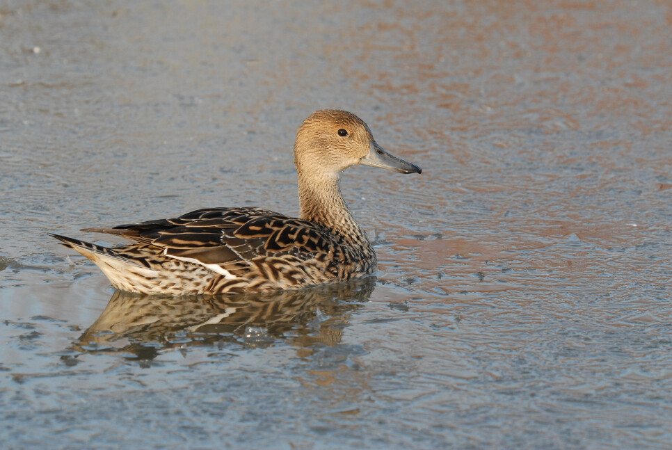 Latest Sightings