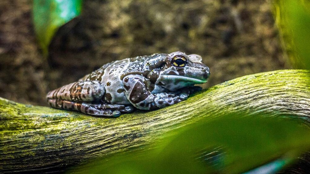Toad Hall
