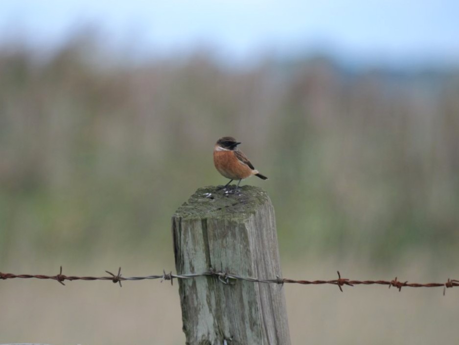 Sightings and news to week ending 4 October 2026