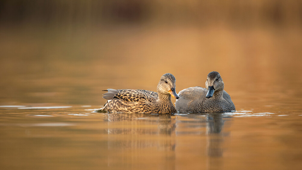 Gadwall, kingfishers & egrets