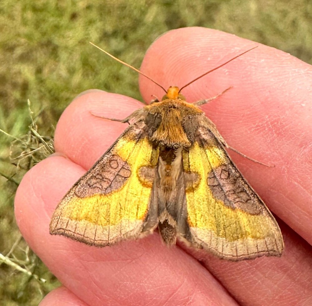 Moth Survey Results - 29/09/2026