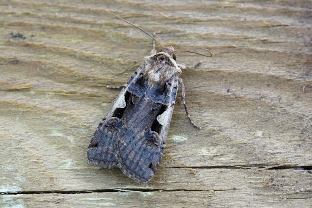 Moth Survey Results - 13/10/2026