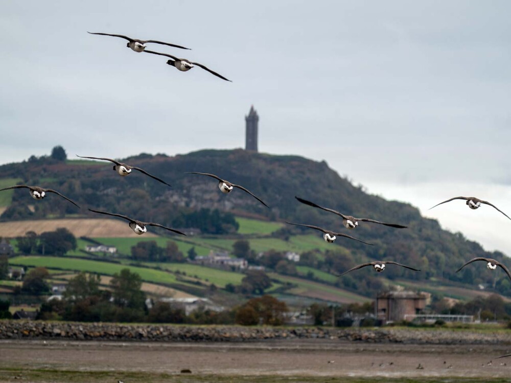 We're making some changes at WWT Castle Espie