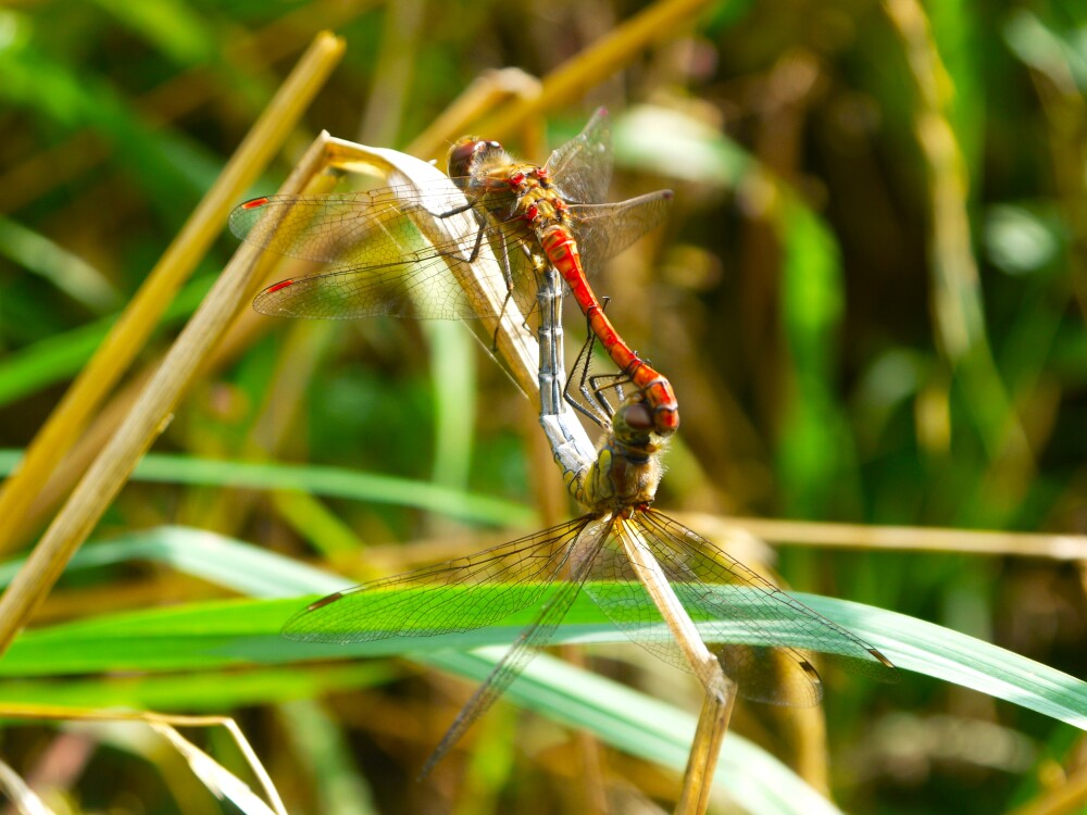 A Dragonfly Summer at WWT Caerlaverock