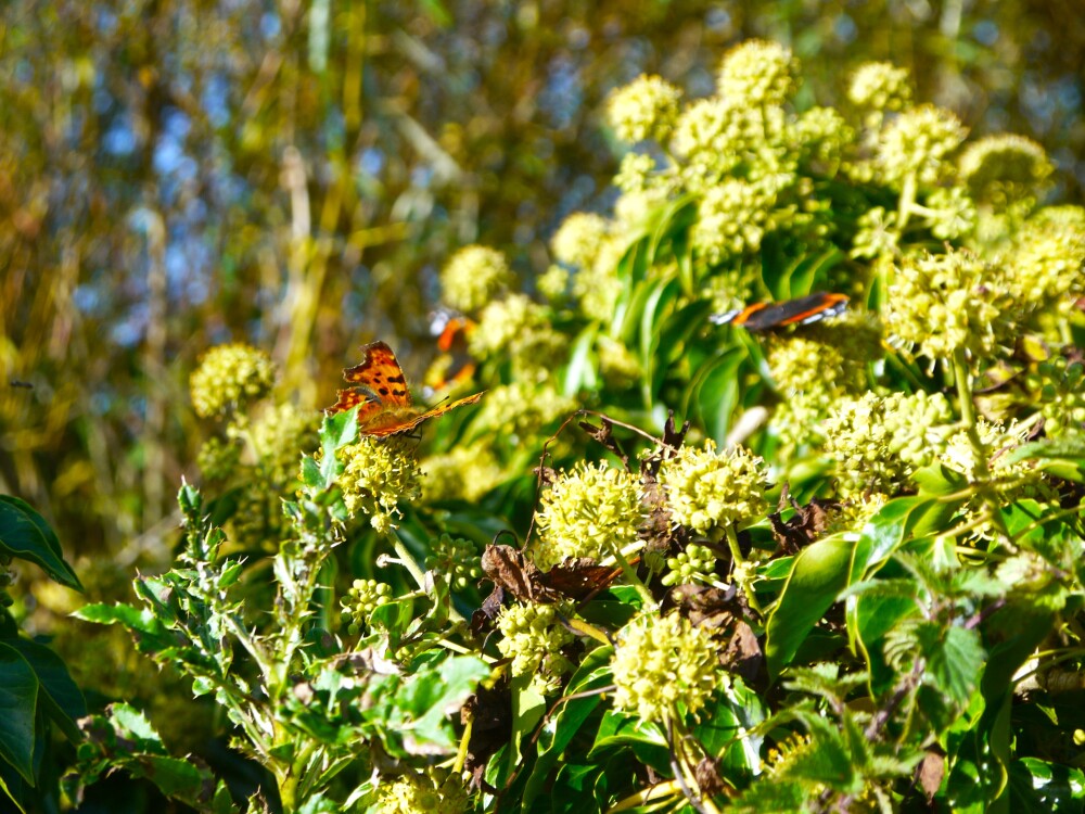Celebrating Ivy: The Plant Behind the Buzz