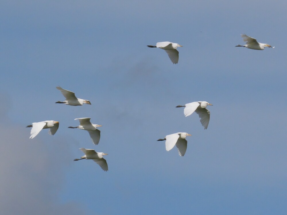 Sightings and news to week ending 11 October 2026