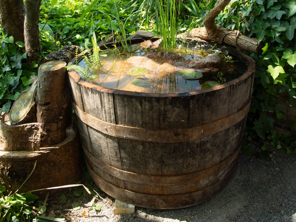  A pond in a wooden barrel, bursting with reeds and other wetland plants, sitting in a sun-dappled corner of a garden.