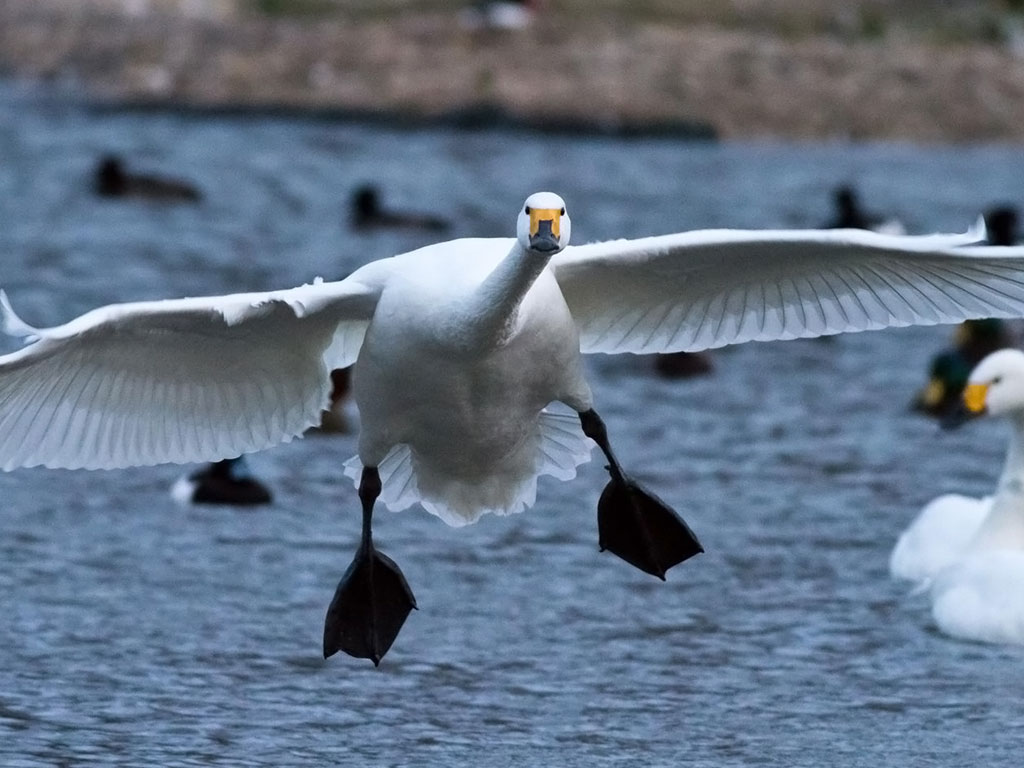 A Bewick's swan, wings and feet outstretched, comes into land on water.