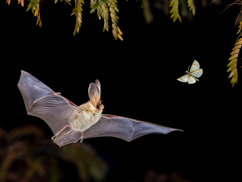 A brown long-eared bat chases a moth in the night air.