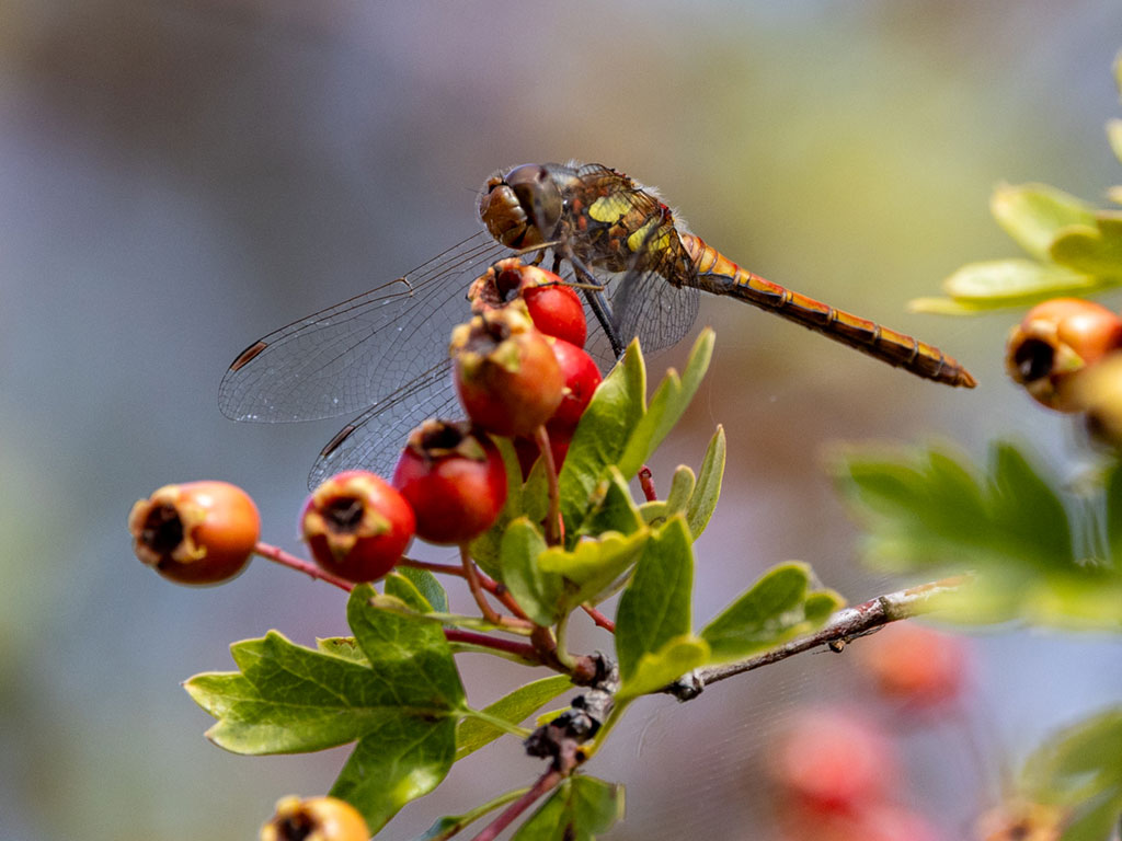 A common darter dragonfly perches atop a bunch of reddening hawthorn berries.