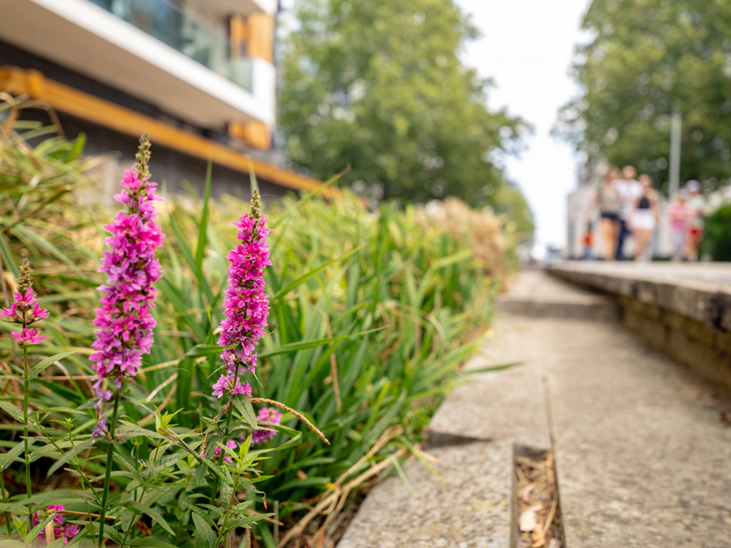 Purple loosestrife blooms in a small narrow wetland in a residential area, channel of green reeds running next to an urban walkway.