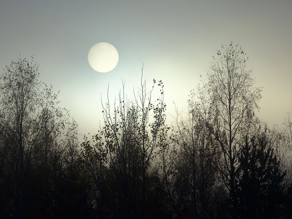  A full moon rises in a misty sky above the branches of trees which are losing the last of their leaves.