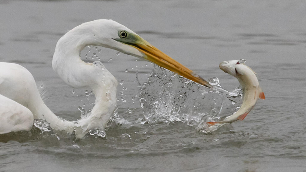 Great egrets, kingfishers and little grebes