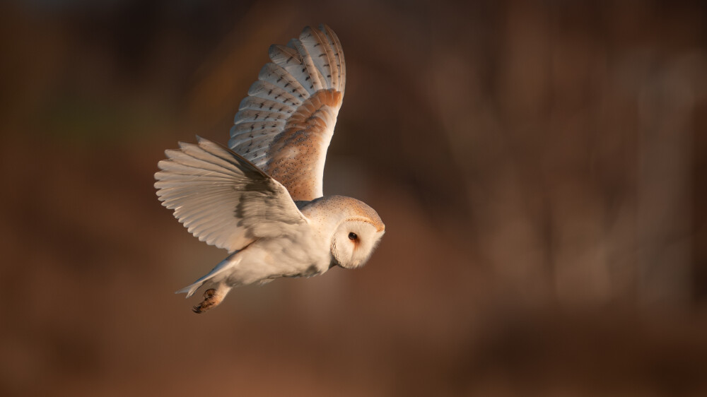 A barn owl in flight