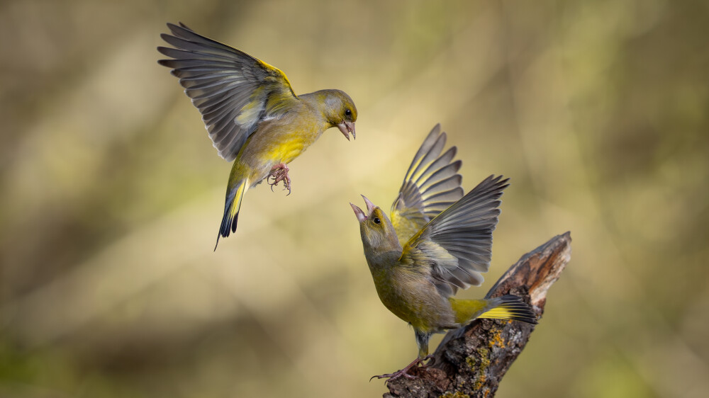 Wildlife photography exists somewhere between chaos and calm at this year’s North West Bird Watching Festival
