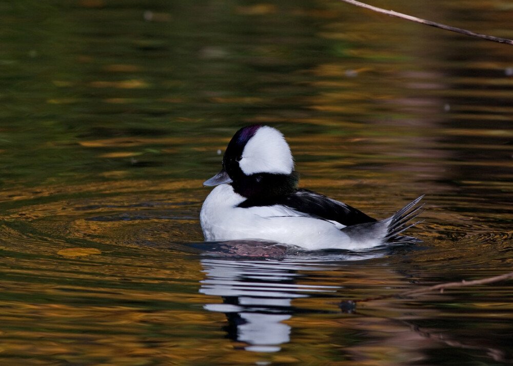 October Bird of the Month: Bufflehead (Bucephala albeola)