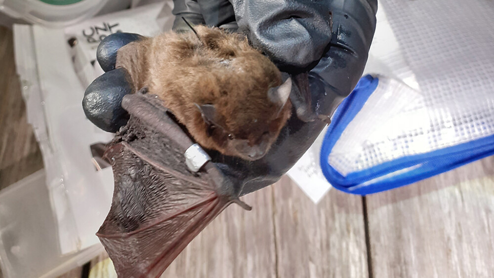 Hunting the Nathusius Pip at WWT Arundel