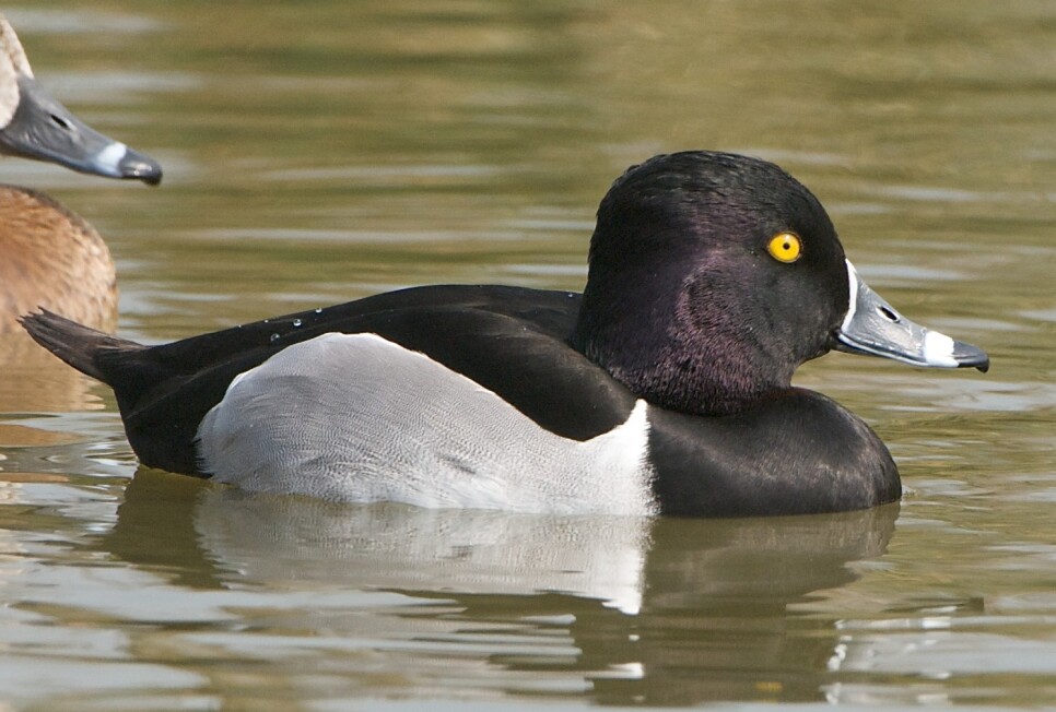 Latest Sightings