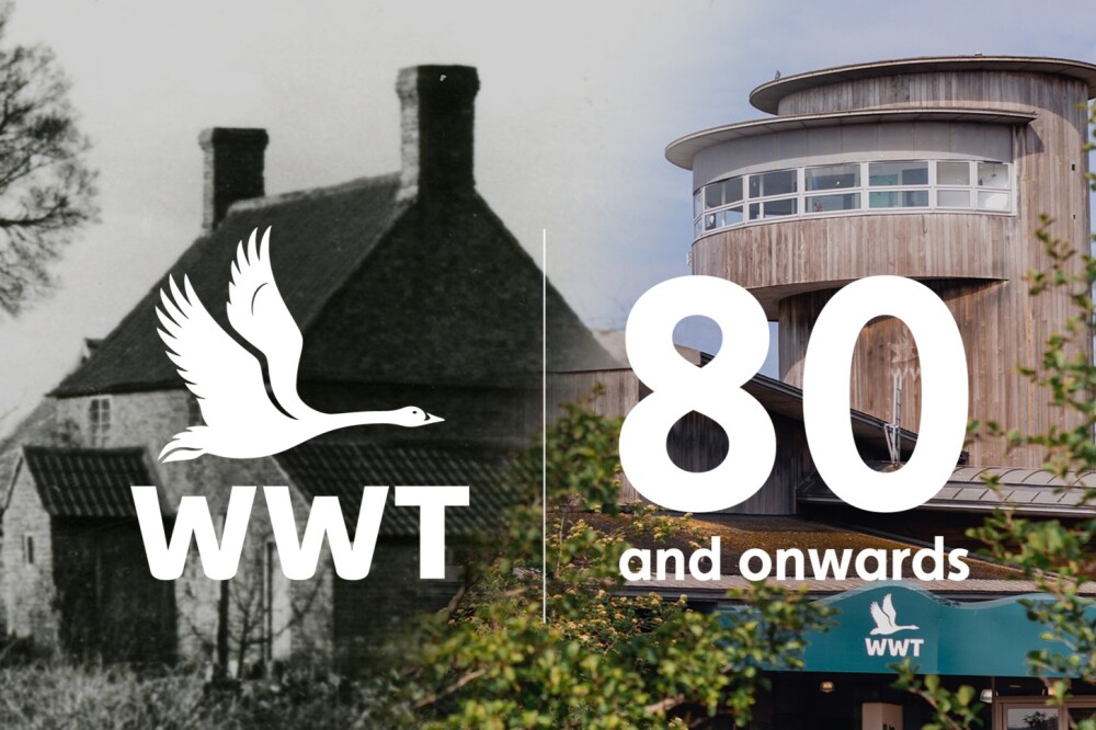 80 Years of WWT Slimbridge
