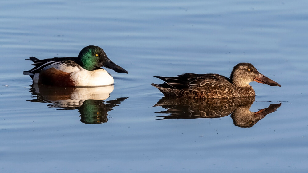 Wildlife Sightings for 11th October 2026
