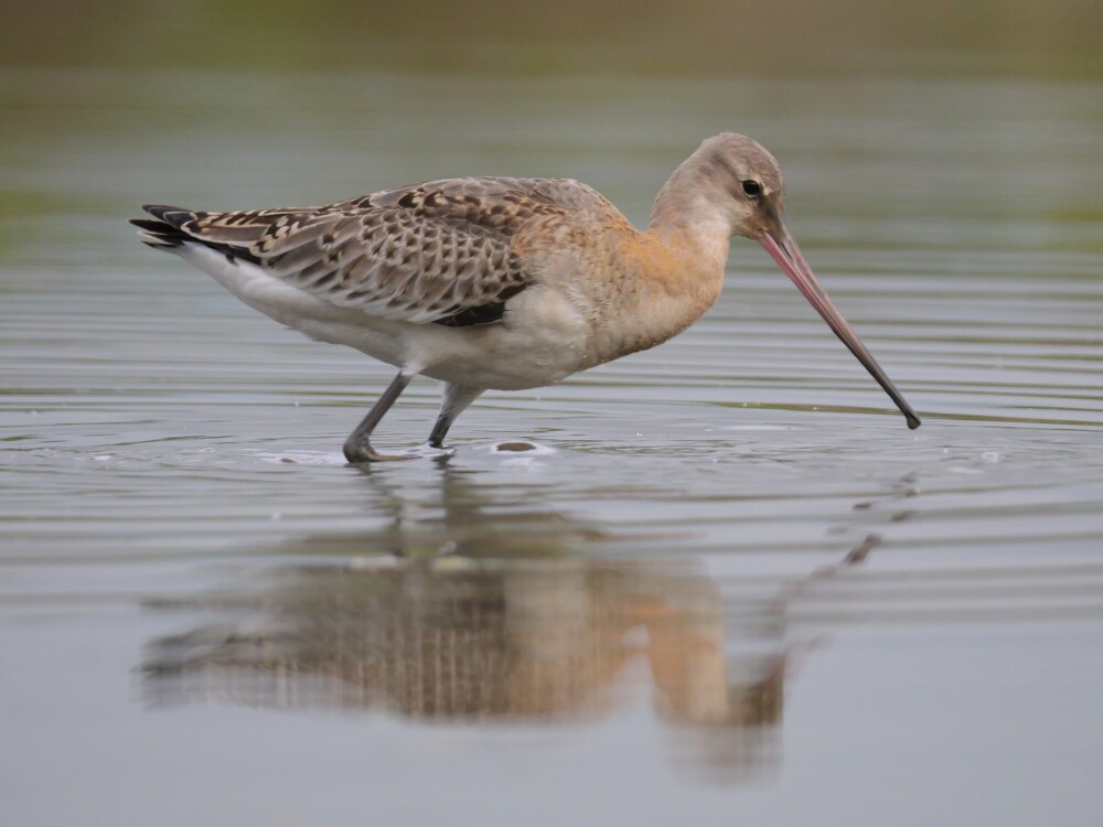 Sightings and news to week ending 18 October 2026