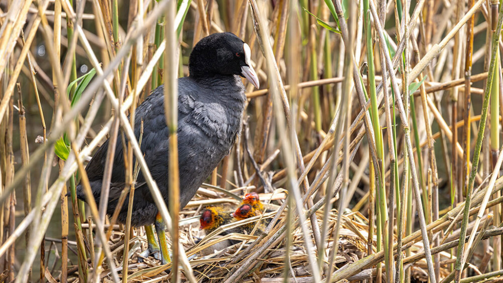 Wild about coots