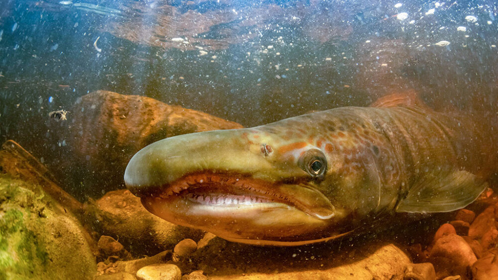 Freeing fish to migrate
