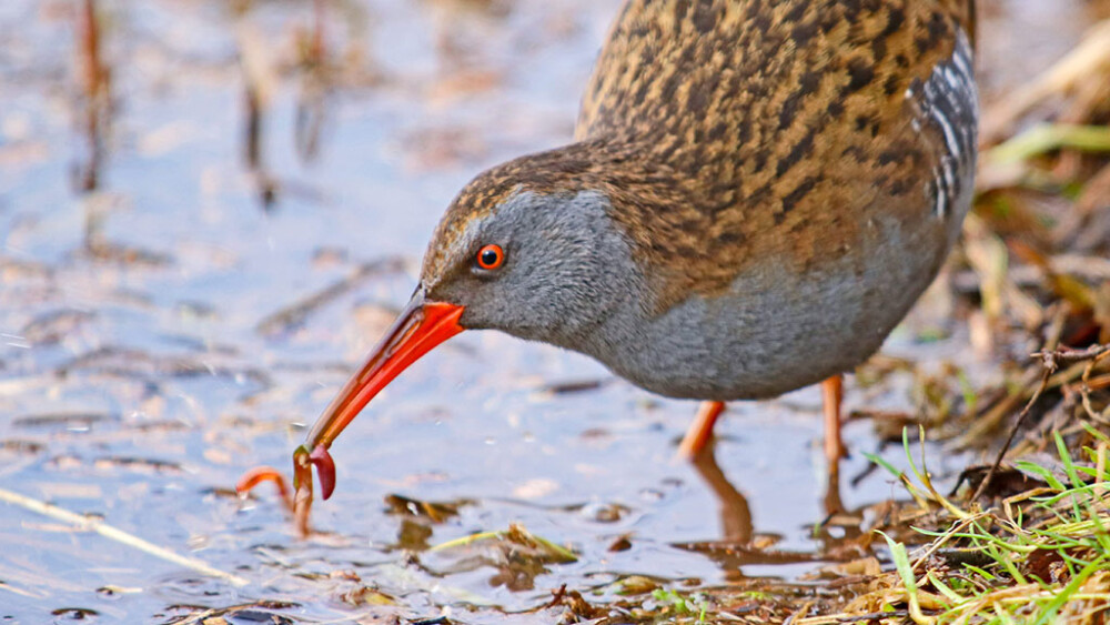 One to watch… water rail