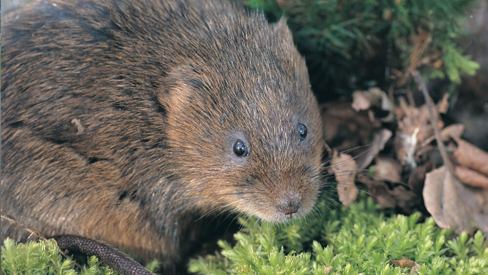 Water voles