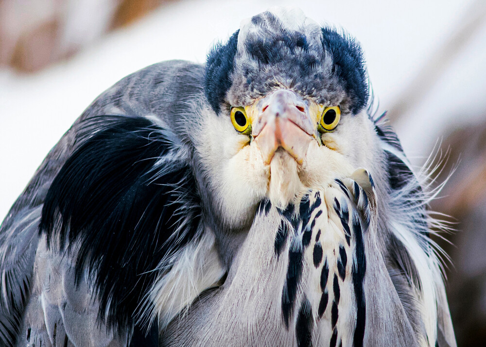 Meet The Birds Time Forgot