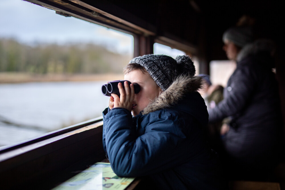 Birds Are Living Dinosaurs: Guided Birdwatching