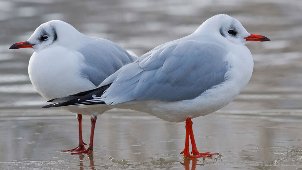 Spotter’s guide to winter gulls