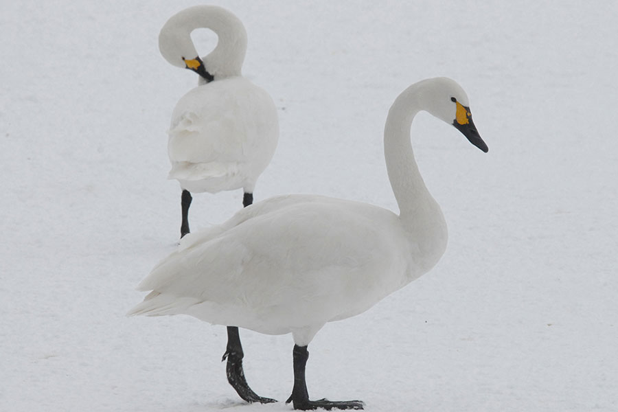 6 bird visitors to spot at WWT's reserves this winter