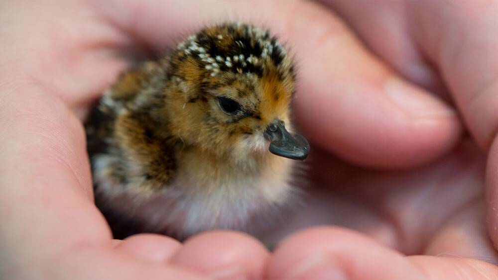 One chick closer to success