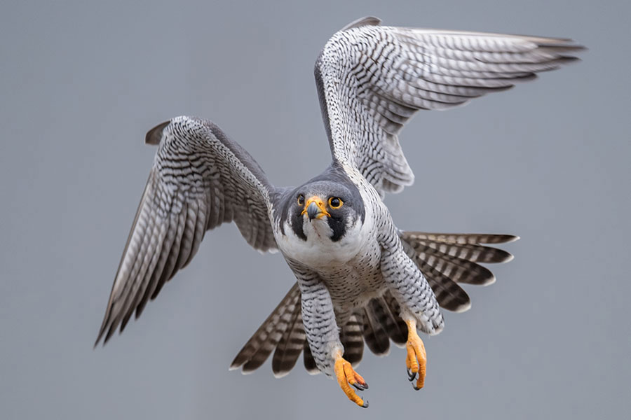 Power and pandemonium: when peregrines attack