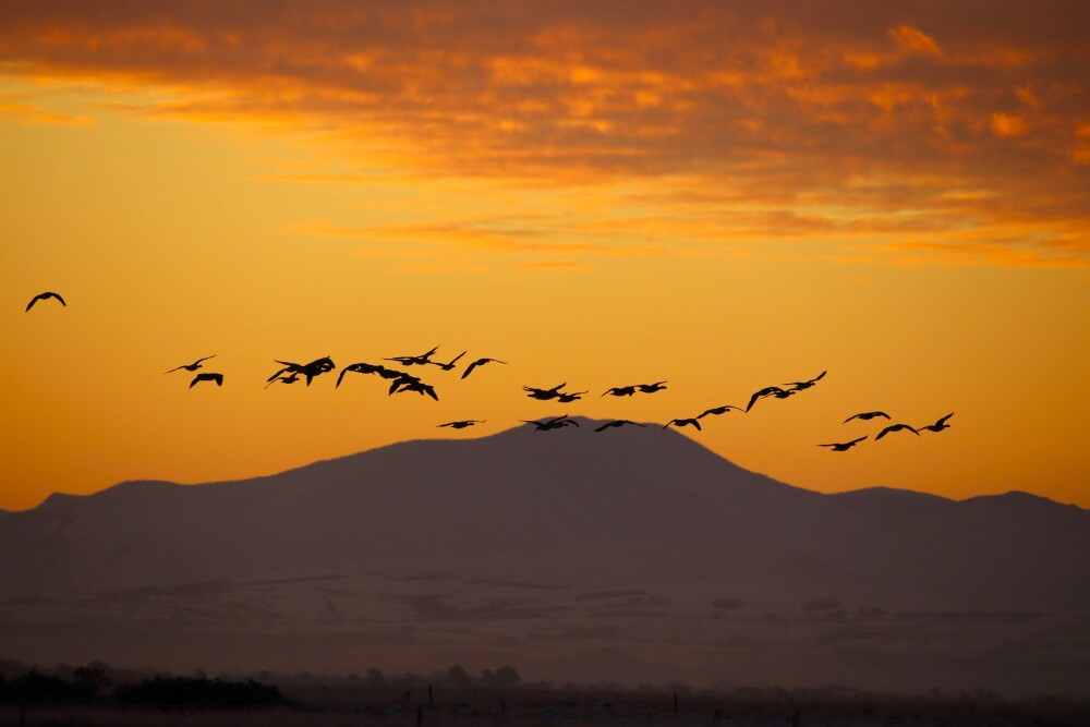 A Goose Count at Dawn