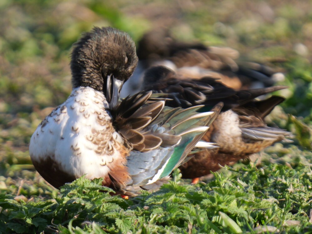 Sightings and news to week ending 25 October 2026
