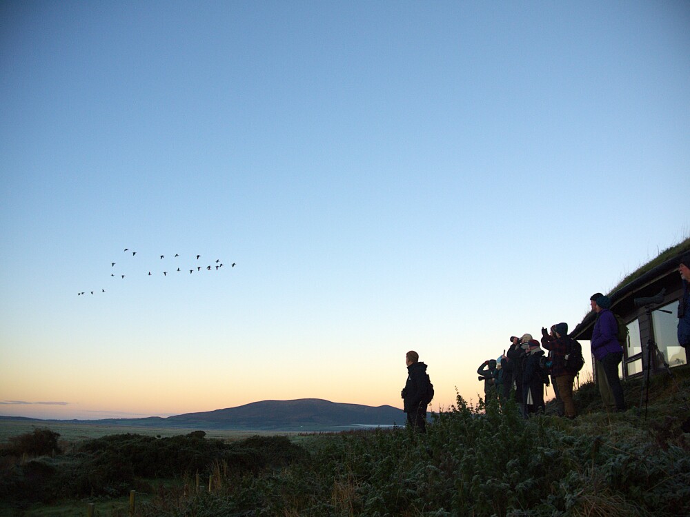 A Saltmarsh Sunrise: Dawn Flight at WWT Caerlaverock
