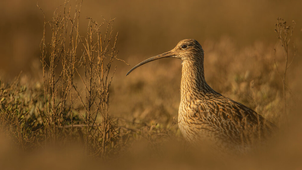 Our present: the wildlife of WWT wetlands