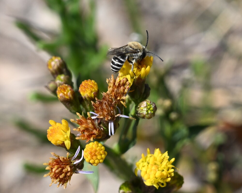 Rare sea aster mining bee recorded on WWT saltmarsh for the first time