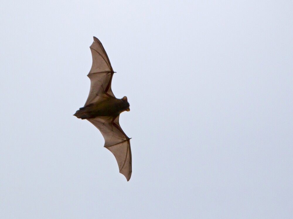 Spooky Saltmarsh Bats
