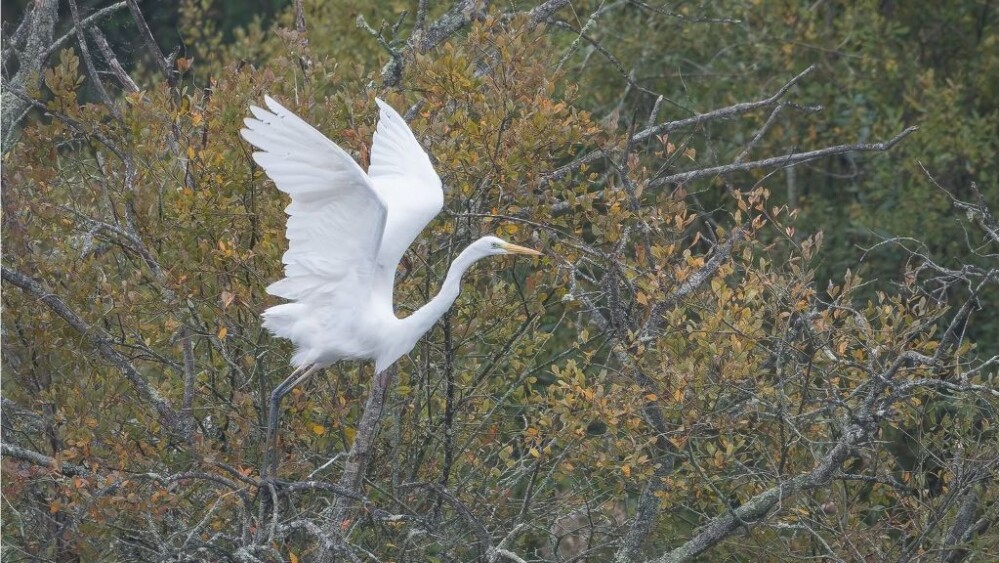 Kingfishes and Great white egrets