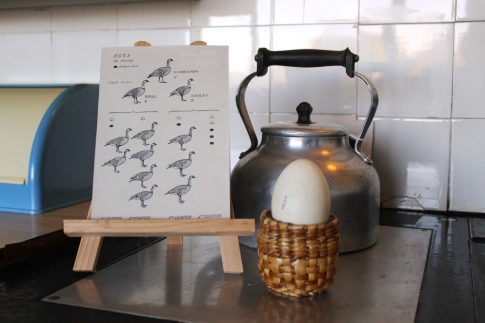 Scott House Spotlight: The First Slimbridge Nenes