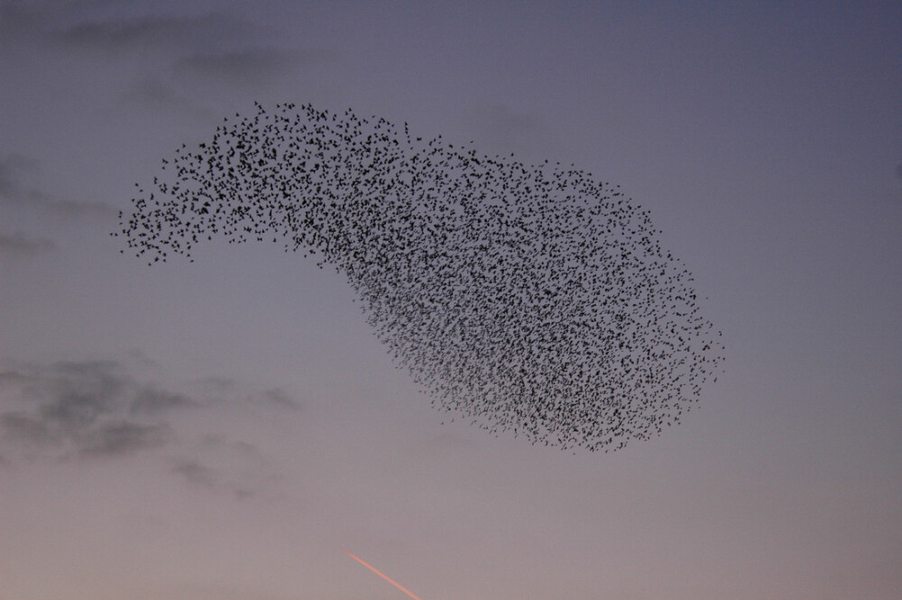 Witness the starling murmuration at WWT Martin Mere